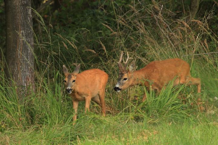  Srnec obecný ( Capreolus capreolus )