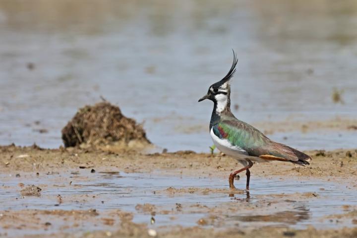 Čejka chocholatá (Vanellus vanellus)