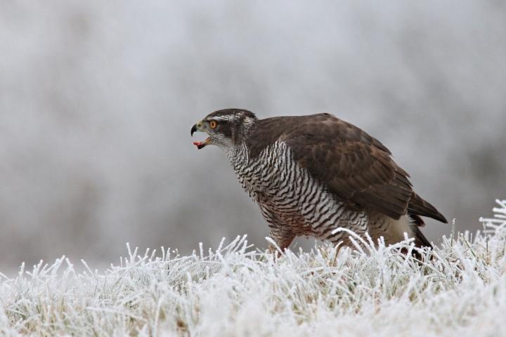 Jestřáb lesní (Accipiter gentilis)