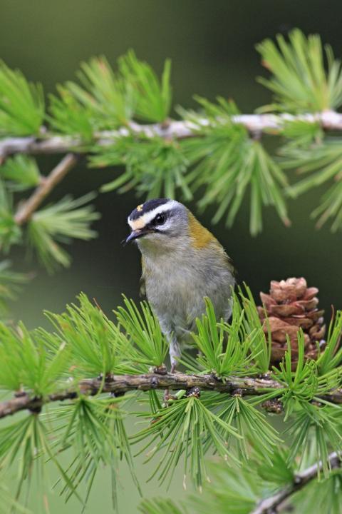 Králíček ohnivý (Regulus ignicapillus)