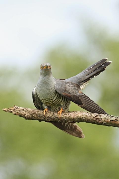 Kukačka obecná                                     (Cuculus canorus)