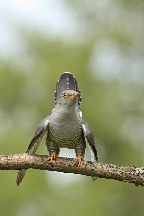 Kukačka obecná                                     (Cuculus canorus)
