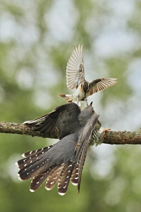 Kukačka obecná                                     (Cuculus canorus)