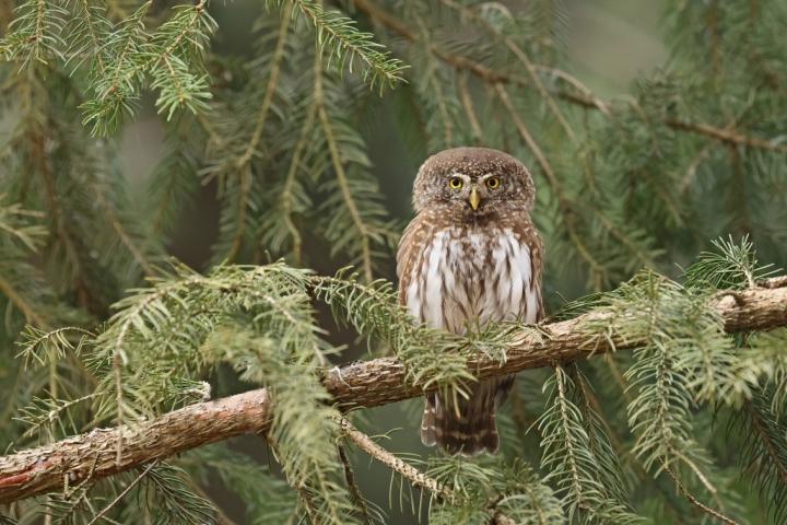 Kulíšek nejmenší (Glaucidium passerinum)