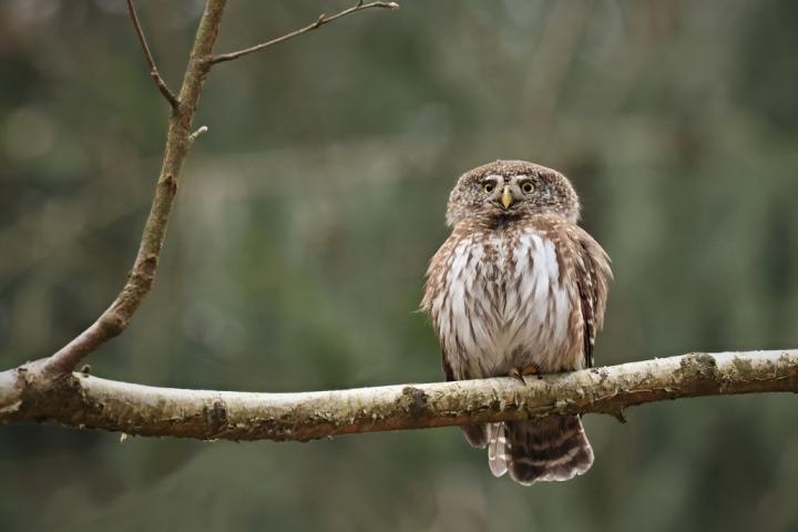 Kulíšek nejmenší (Glaucidium passerinum)