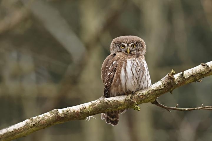 Kulíšek nejmenší (Glaucidium passerinum)