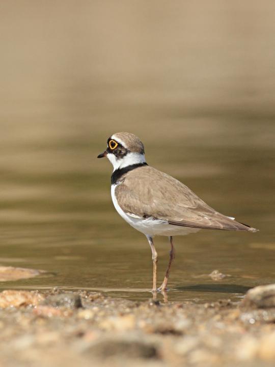 Kulík říční (Charadrius dubius)