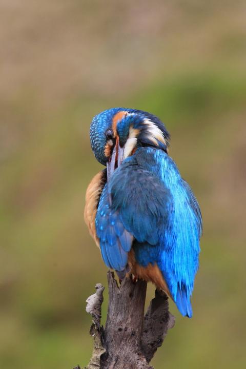 Ledňáček říční (Alcedo atthis)