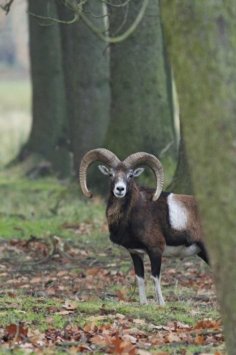 Muflon (Ovis musimon)