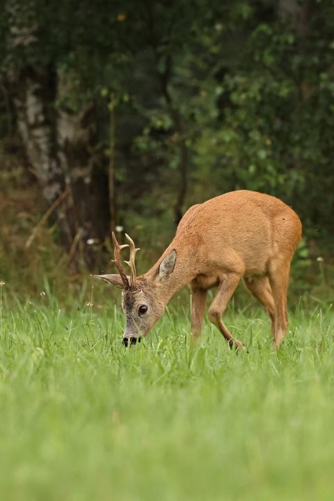  Srnec obecný ( Capreolus capreolus )