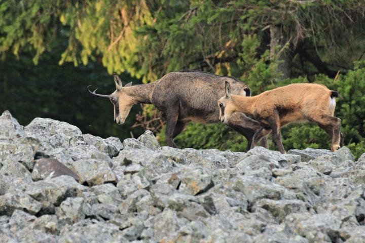 Kamzík horský (Rupicapra rupicapra)