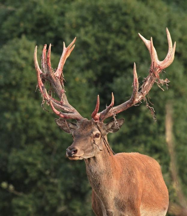 Jelen lesní (Cervus elaphus)