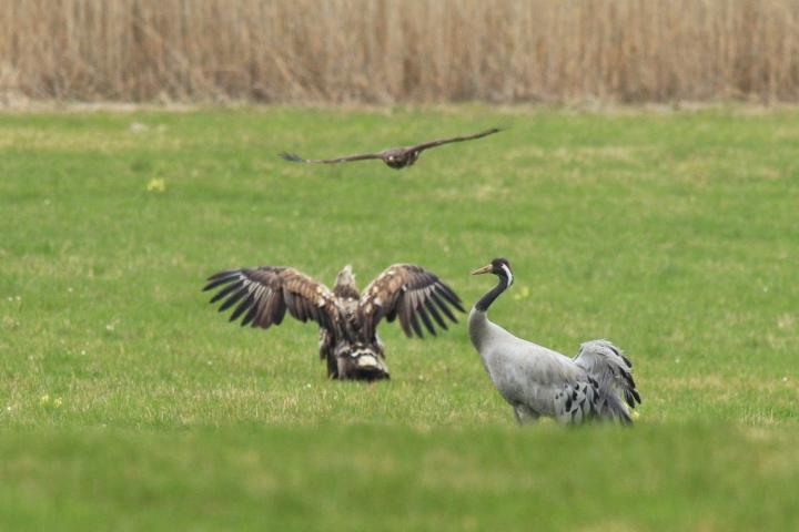  Orel mořský ( Haliaeetus albicillus)
