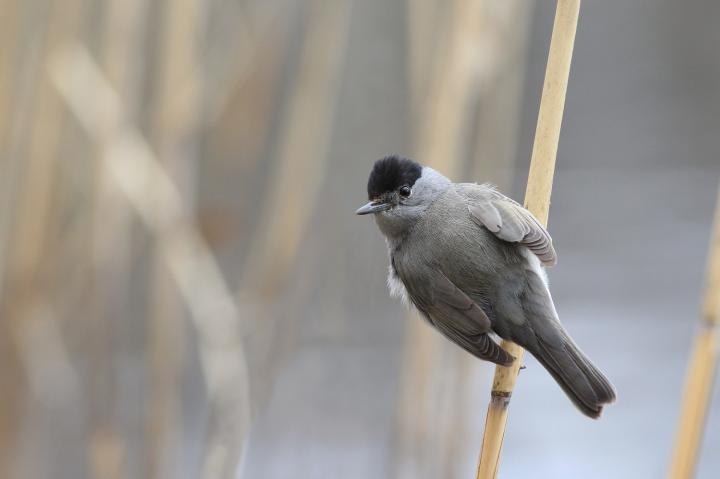 Pěnice černohlavá (Sylvia atricapilla)