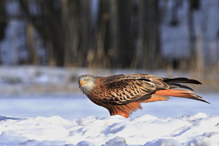 Luňák červený  (Milvus milvus)