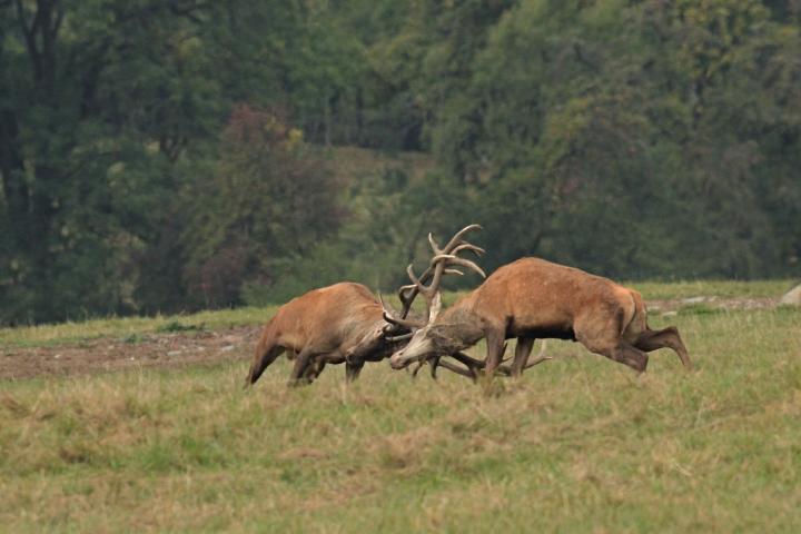 Jelen lesní (Cervus elaphus)