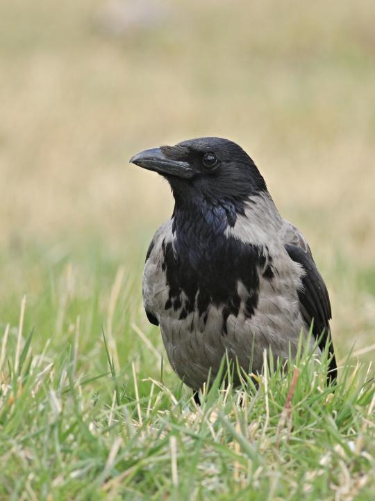 Crow (Corvus corone cornix)
