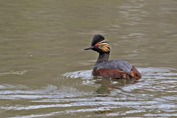 Potápka černokrká (Podiceps nigricollis)