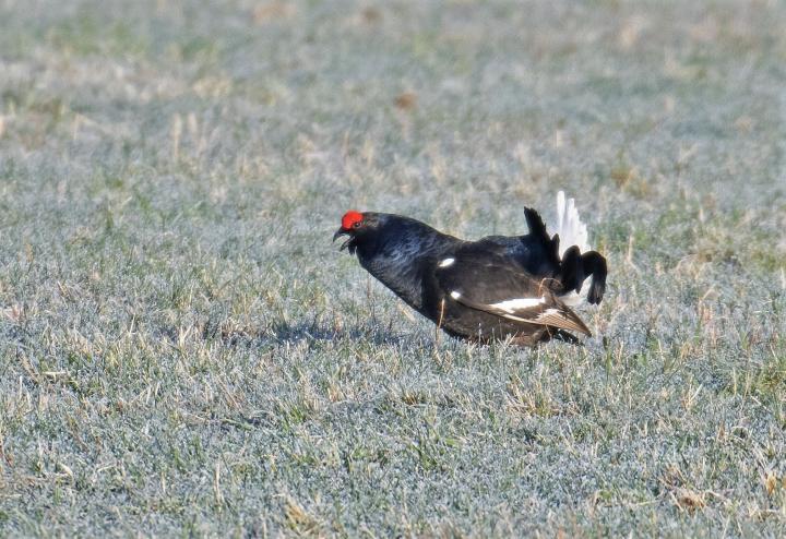 Tetřívek obecný (Tetrao tetrix)