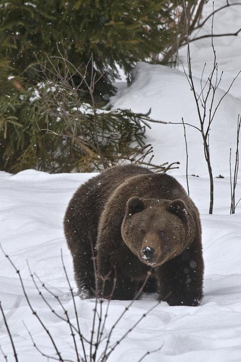  Medvěd hnědý ( Ursus arctos)