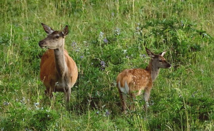 Jelen lesní (Cervus elaphus)