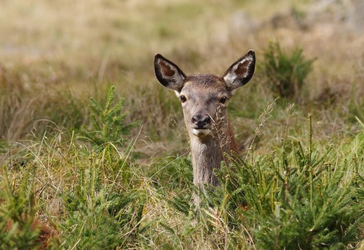 Jelen lesní (Cervus elaphus)