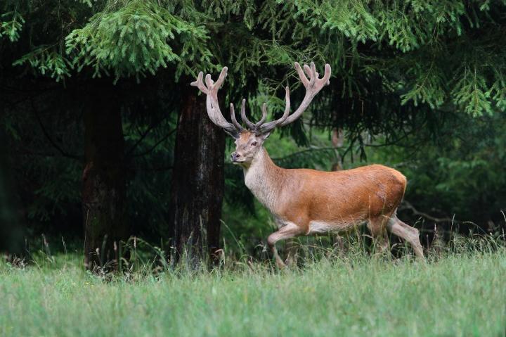 Jelen lesní (Cervus elaphus)