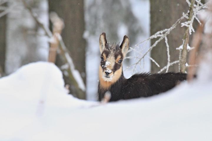 Kamzík horský (Rupicapra rupicapra)