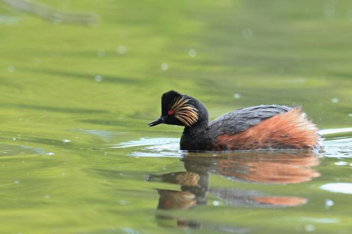 Potápka černokrká (Podiceps nigricollis)