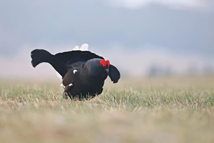 Tetřívek obecný (Tetrao tetrix)