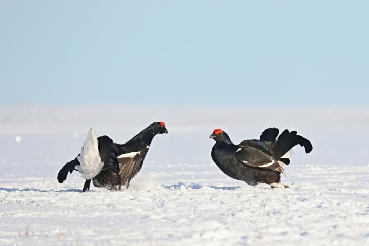 Tetřívek obecný (Tetrao tetrix)