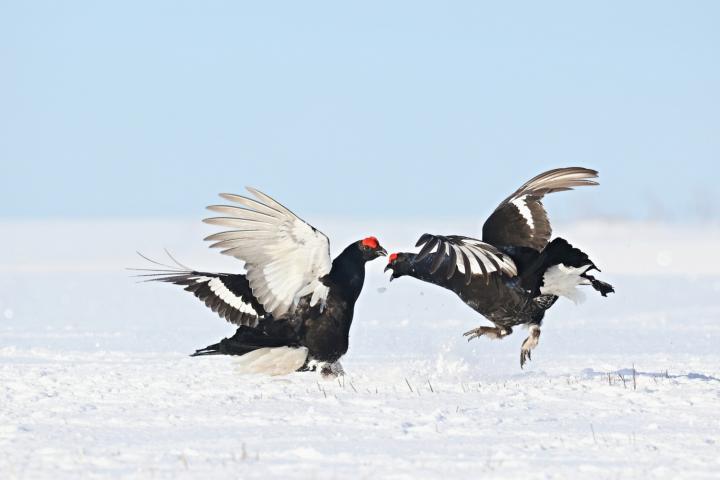Tetřívek obecný (Tetrao tetrix)