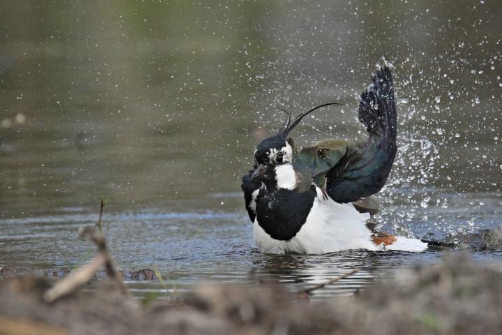 Čejka chocholatá (Vanellus vanellus)