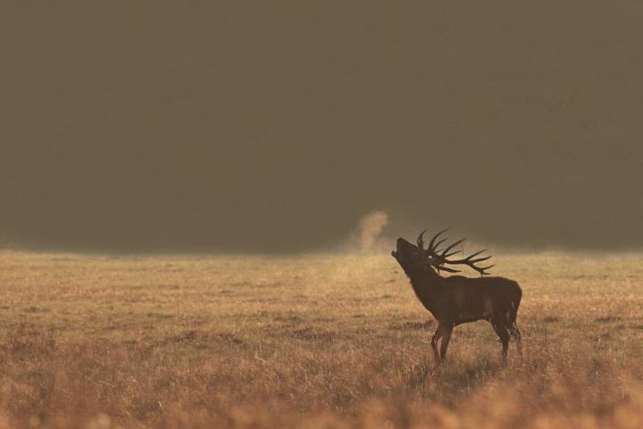 Jelen lesní (Cervus elaphus)