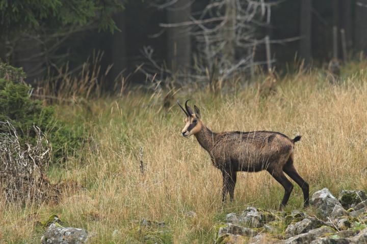 Kamzík horský (Rupicapra rupicapra)