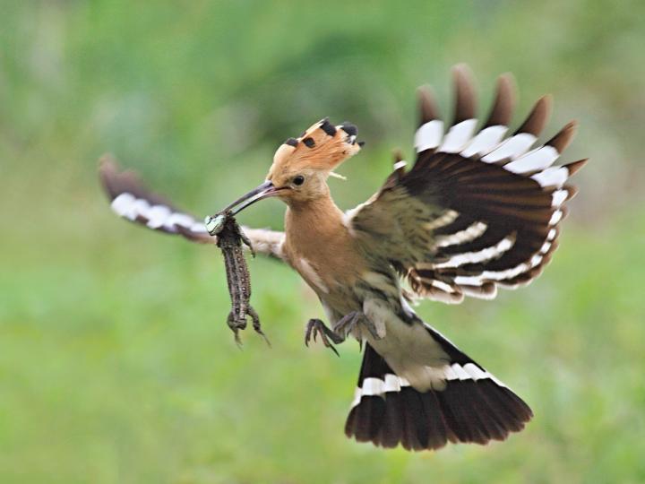 Dudek chocholatý (Upupa epops)