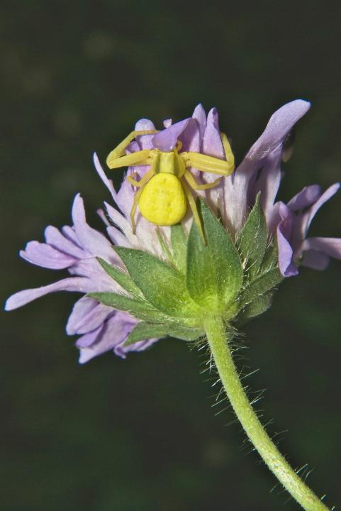 Běžník kopretinový (Communia primula)