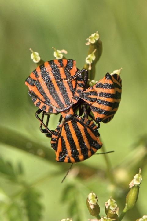 Kněžice pásovaná (Graphosoma lineatum)