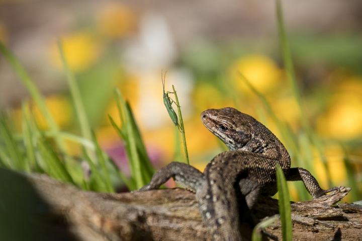 Ještěrka živorodá (Zootoca vivipara)