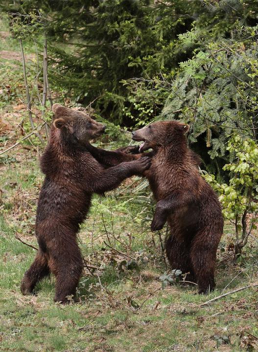  Medvěd hnědý ( Ursus arctos)