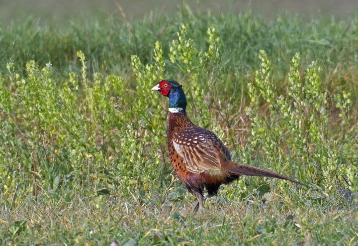 Bažant obecný (Phasianus colchicus)