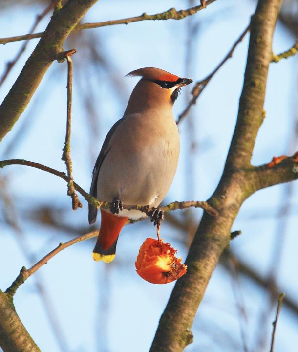 Brkoslav severní (Bombycill garrulus)