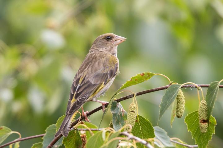 Zvonek zelený (Carduelis chloris)