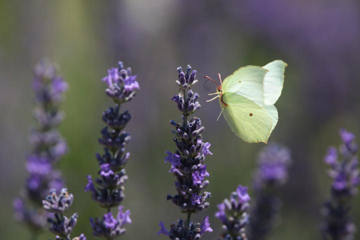 Žluťásek řešetlákový (Gonepteryx rhamni)