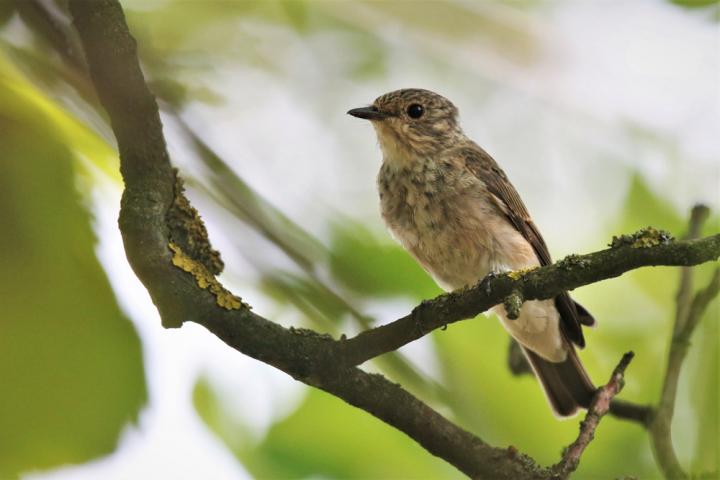 Lejsek šedý (Muscicapa striata)