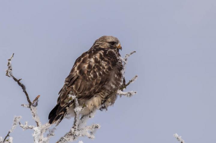 Káně rousná (Buteo lagopus)