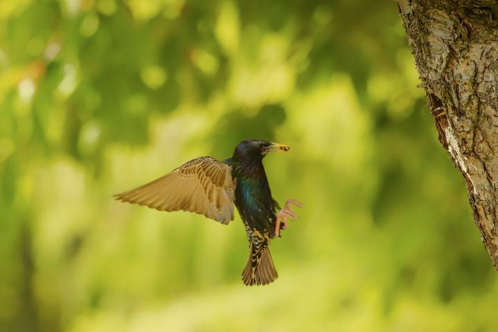 Špaček obecný (Sturnus vulgaris)