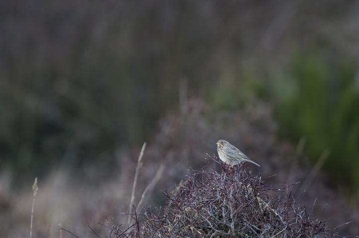 Strnad luční (Emberiza calandra)