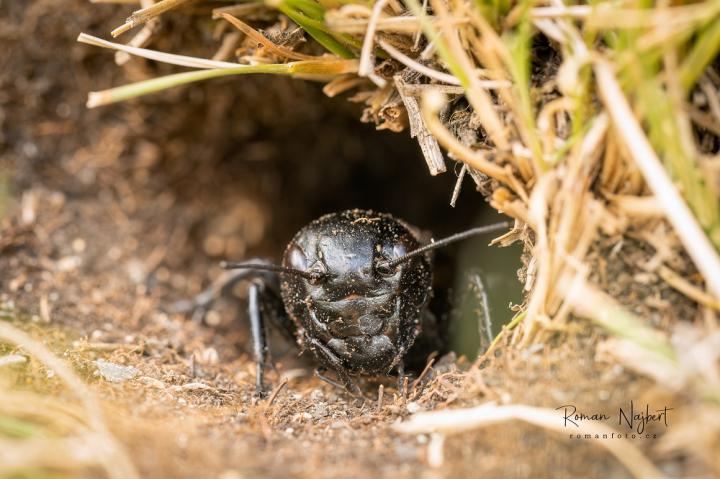 Cvrček polní (Gryllus campestris)