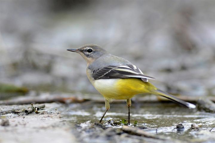 Konipas luční (Motacilla flava)